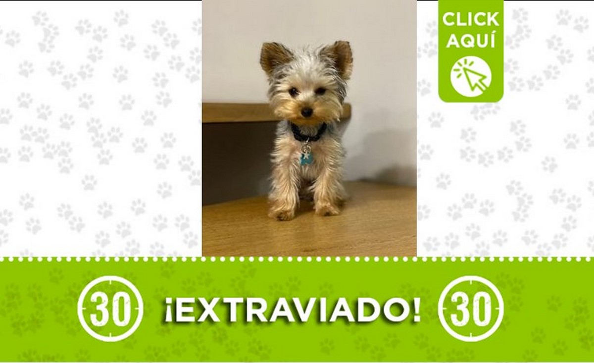 brownie-perdido-vereda-retiro-8-junio