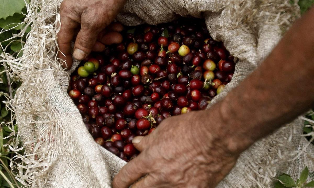 Las exportaciones de café de Colombia caen un 52 % en mayo por bloqueos viales 1 Café de Colombia