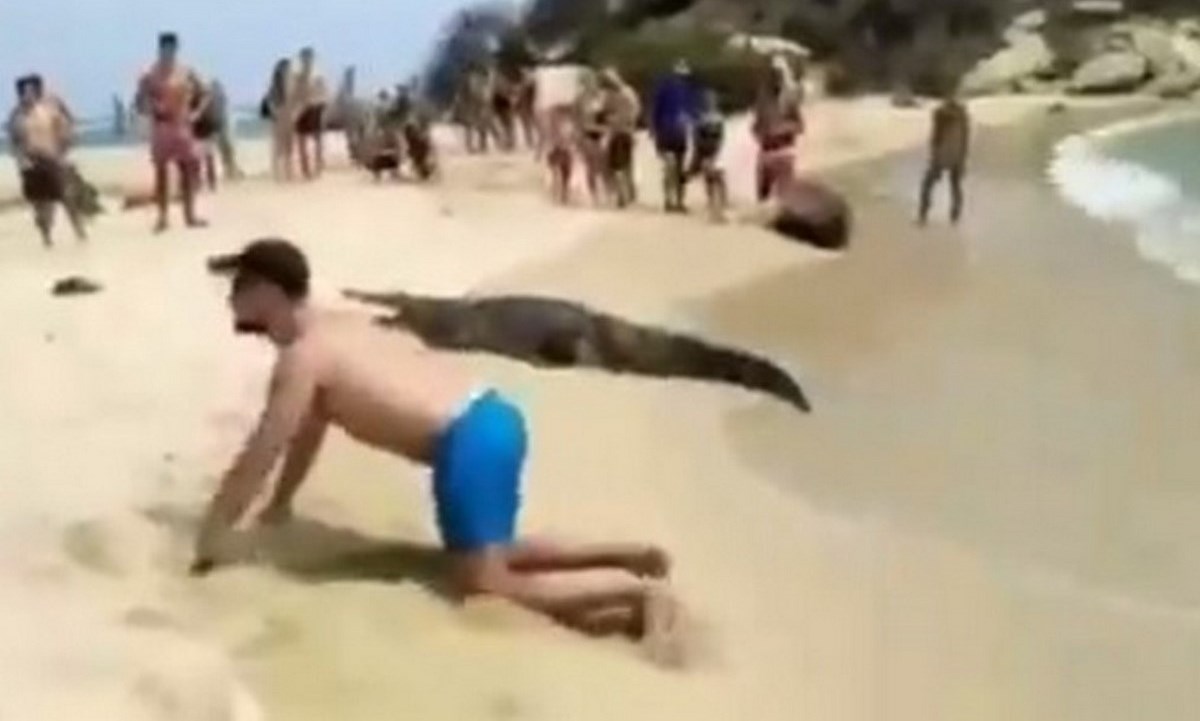 Arriesgando su vida, turista posó al lado de un caimán en el Parque Tayrona 1 caiman tayrona
