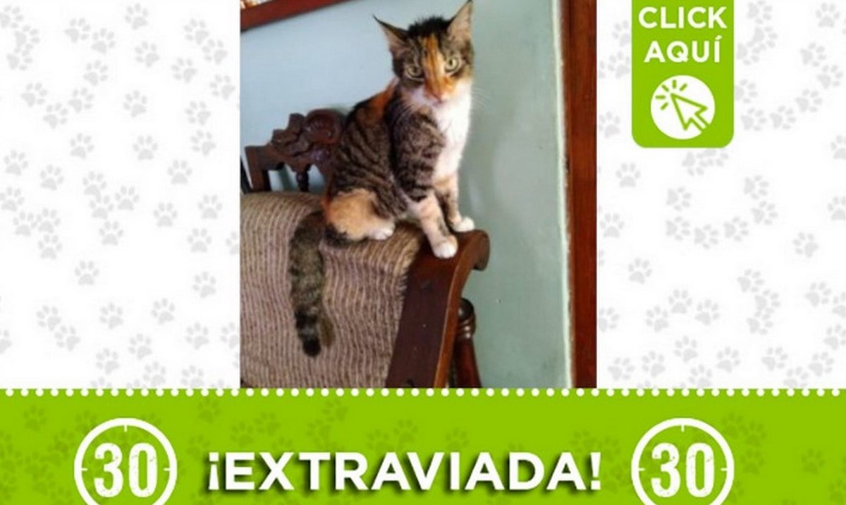 "Canela" se perdió en el barrio La Aldea de Itagüí 1 canela itagui la aldea