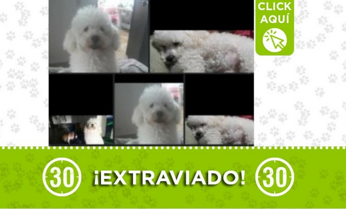 castilla-perro-14 junio