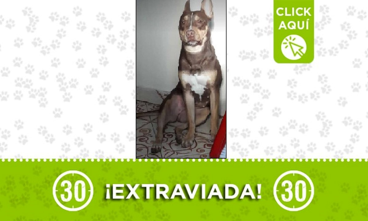 Chanel perdida Chanel perdida