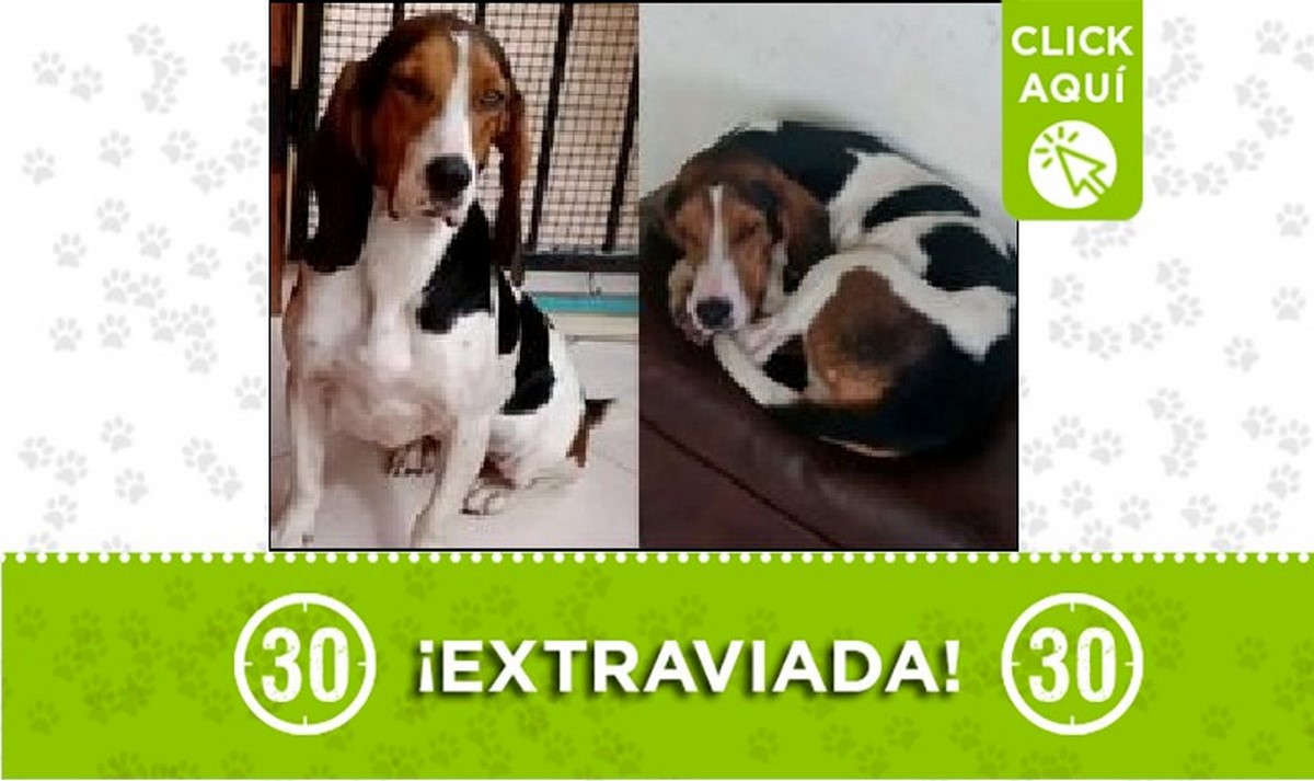 Buscan a 'Chapola', se perdió en el barrio Picachito 1 Chapola perdida