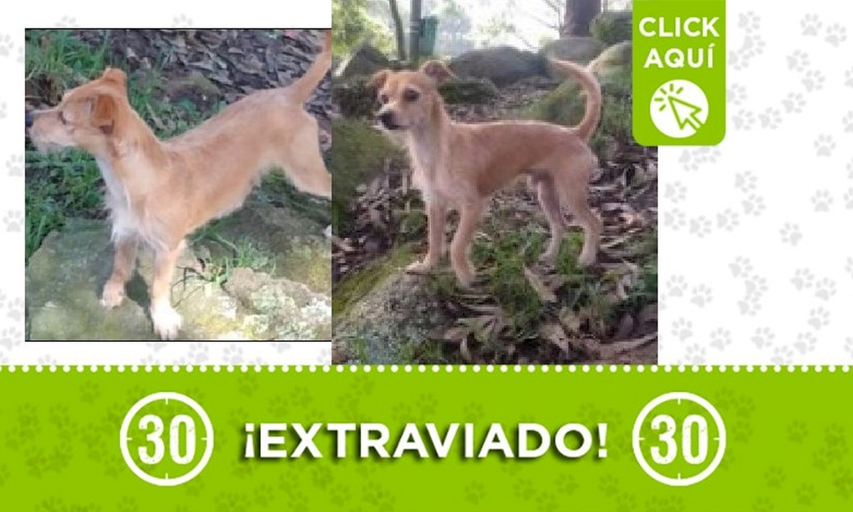 Chester perdido Chester perdido