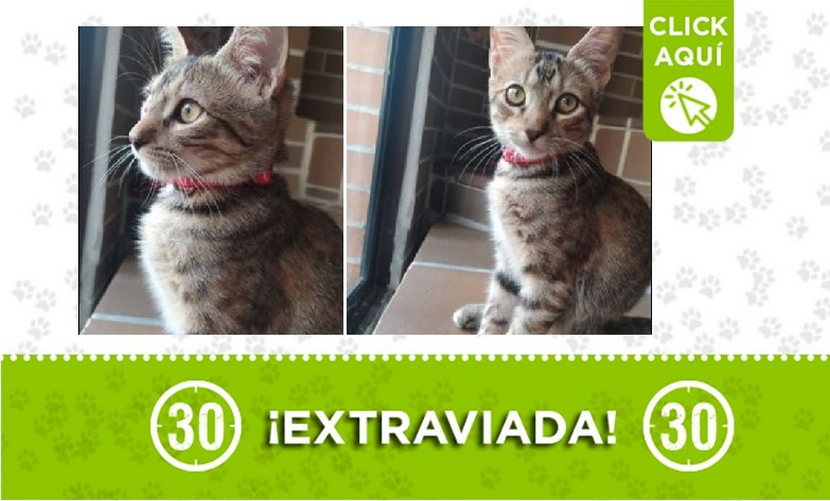 'Eira' se perdió en Laureles, sector La Lorena 1 Eira perdida