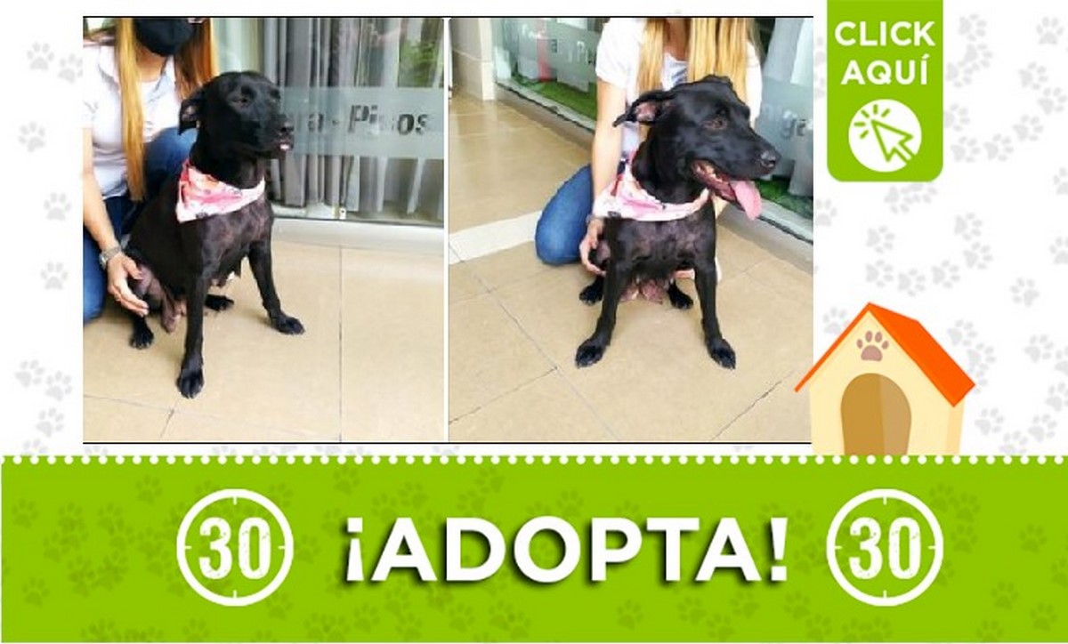 Perrita en adopción Perrita en adopción