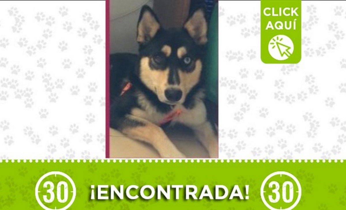 Esta perrita fue encontrada en Calasanz 1 encontrada 28 junio perrita