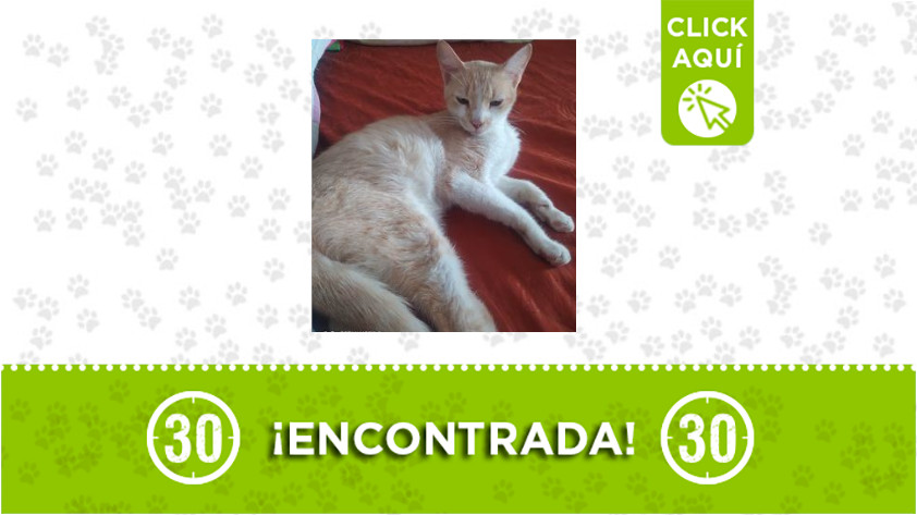 Loreto-gata-encontrada Loreto-gata-encontrada