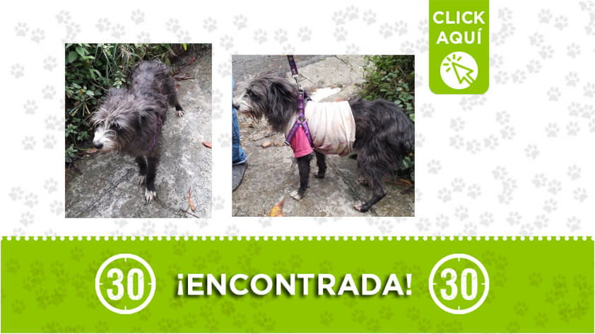Olivares-perrita-encontrada Olivares-perrita-encontrada