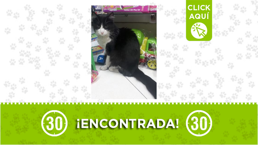En Aranjuez encontraron esta gata ¿La reconoce? 1 Aranjuez-Gata-encontrada