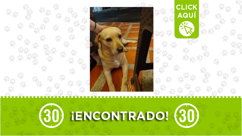 Este perrito fue encontrado en Rosalpi ¿Lo reconoce? 1 Rosalpi-perro-encontrado