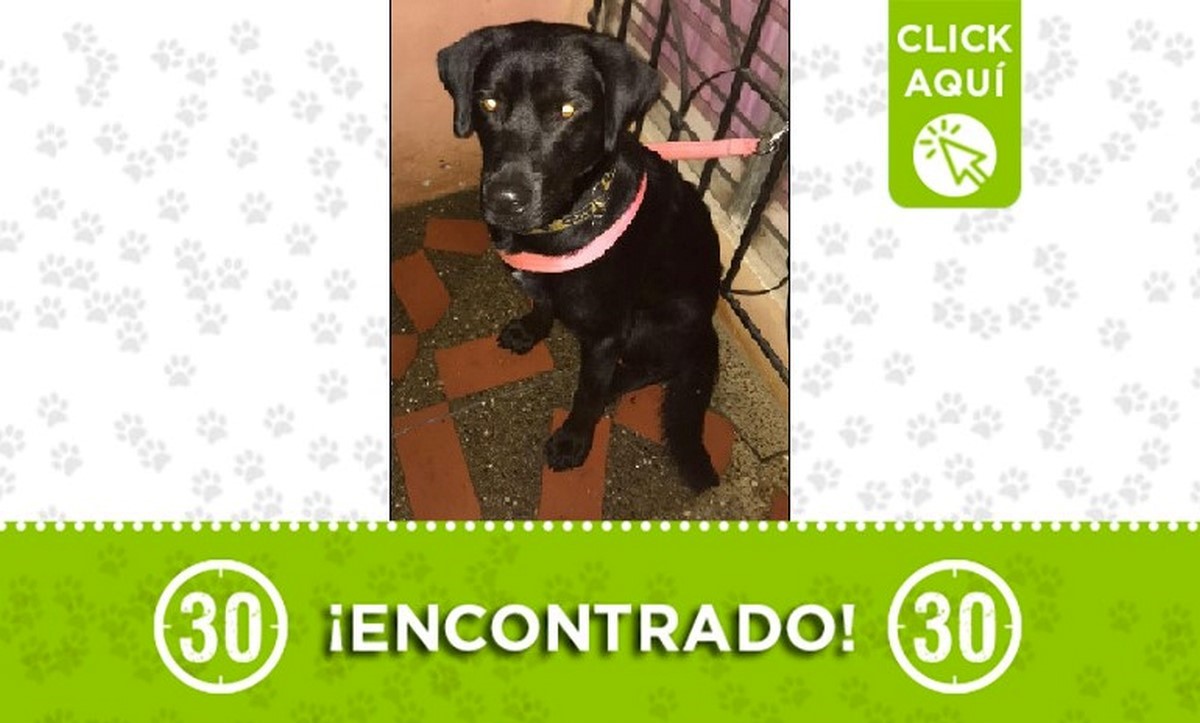 Buscan a los dueños de este perrito encontrado en Niquía Los Ángeles 1 Perrito encontrado