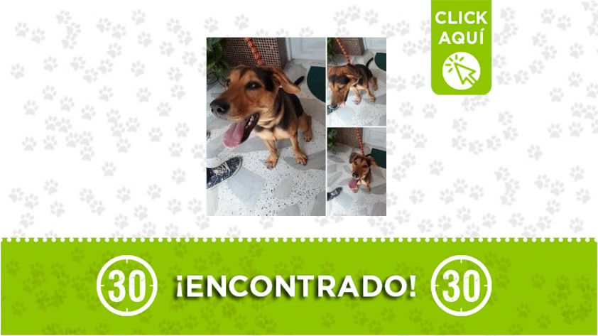 Floresta-encontrado Floresta-encontrado