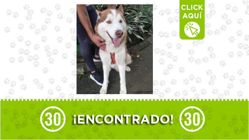¿Es suyo? Este perrito fue encontrado en La Floresta 1 La Floresta-encontrado