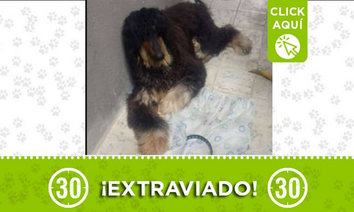 ¿Lo reconoce? Perrito encontrado en El Salvador 1 encontrado elsalvador perrito