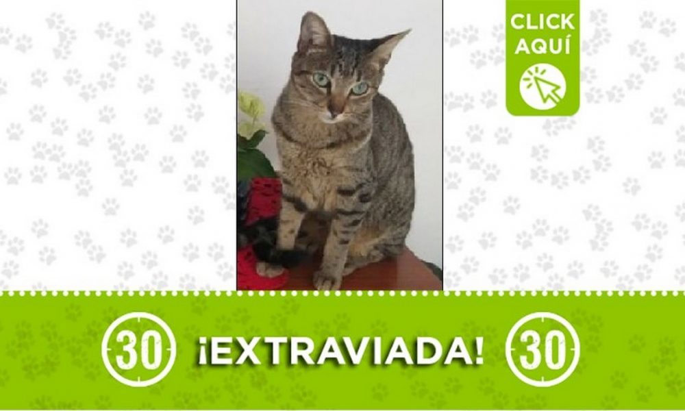 Esta gatica se perdió en el Barrio El Salvador