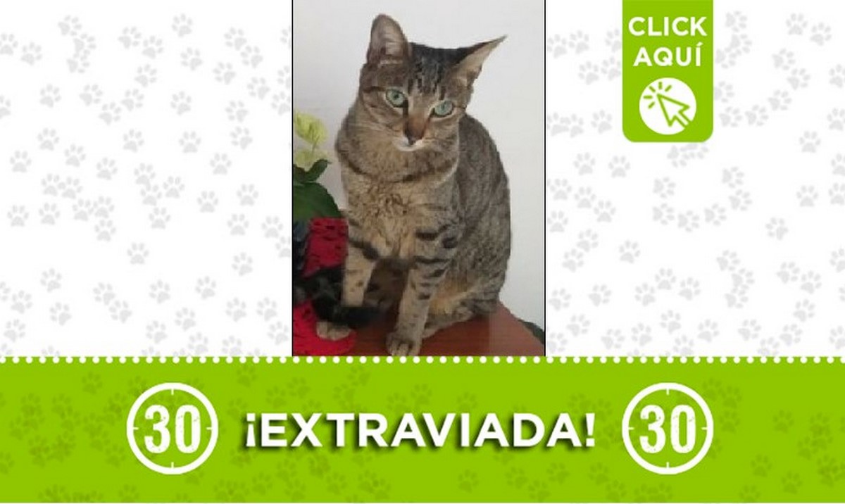 Esta gatica se perdió en el Barrio El Salvador Esta gatica se perdió en el Barrio El Salvador