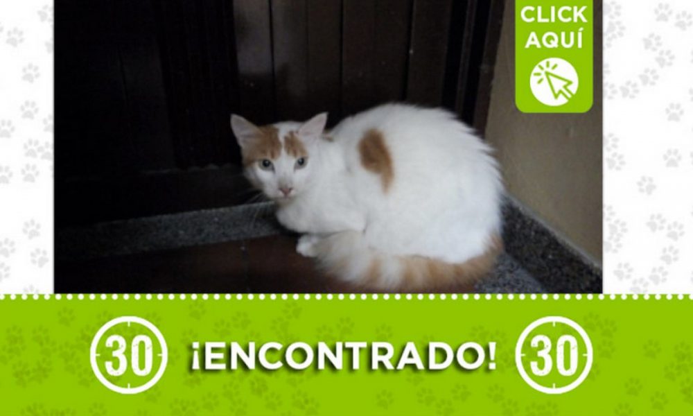 Este gatico fue encontrado en Manrique ¿Es suyo?