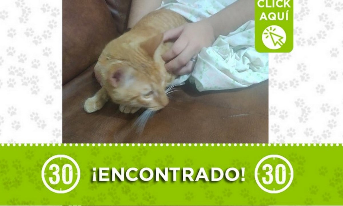 Este gatico fue encontrado en el barrio Pachelly 1 gatico encontrado bello