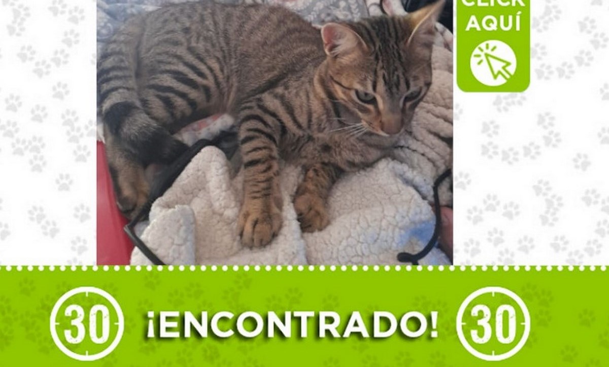 Este gatico fue encontrado en Rionegro 1 gatico rionegro