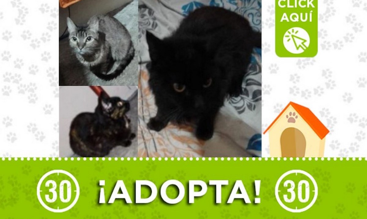 gatos adopcion