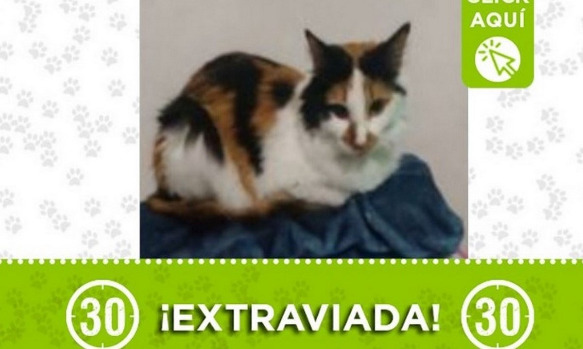 "Lanita" se perdió en el barrio Búcaros 3 1 lanita gatica bello