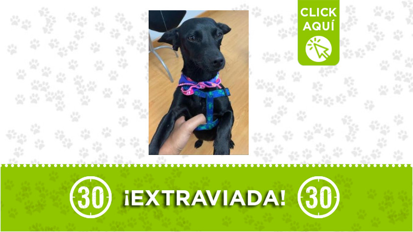 'Lila' se perdió en Guayabal 1 lila-Guayabal
