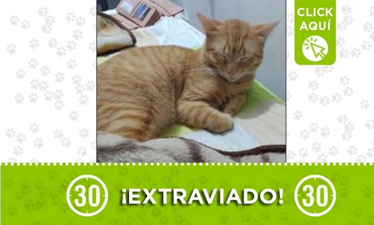 Lindo perdido Lindo perdido