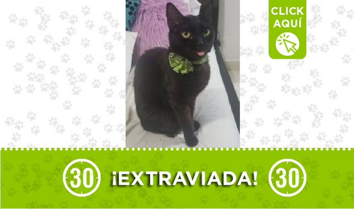 Lucy perdida