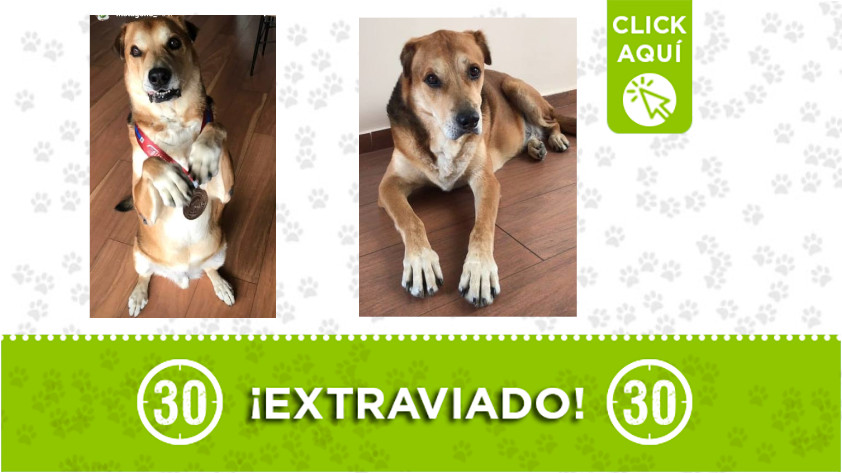 'Max' se perdió en Niquía ¡Comparte! 1 max