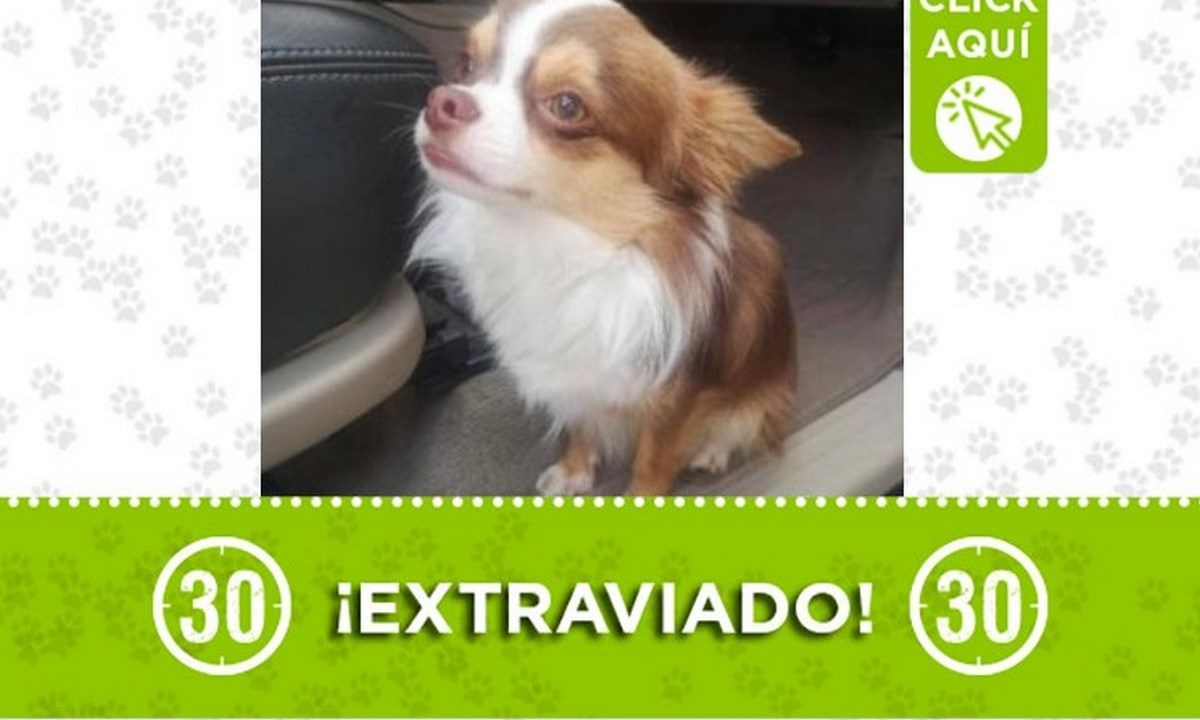 "Osito" se perdió en Santa Fe de Antioquia 1 osito santa fe ant