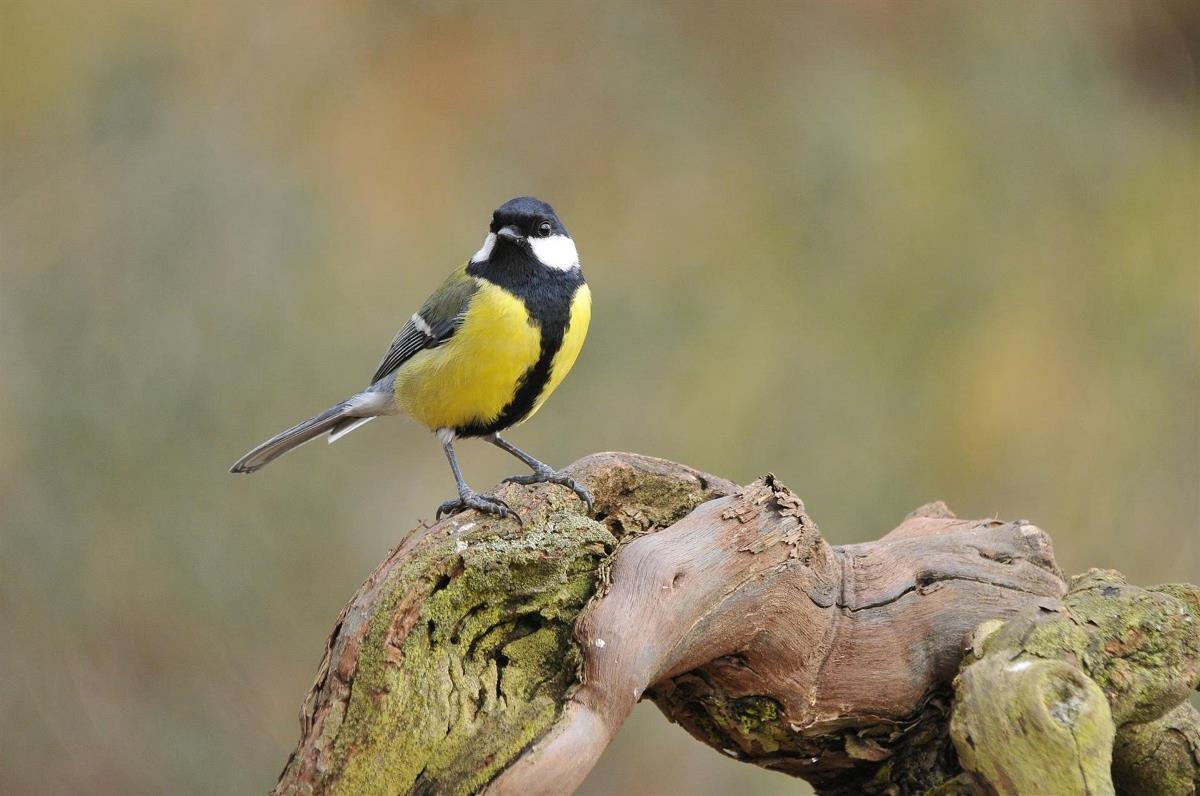 pajaros urbanos