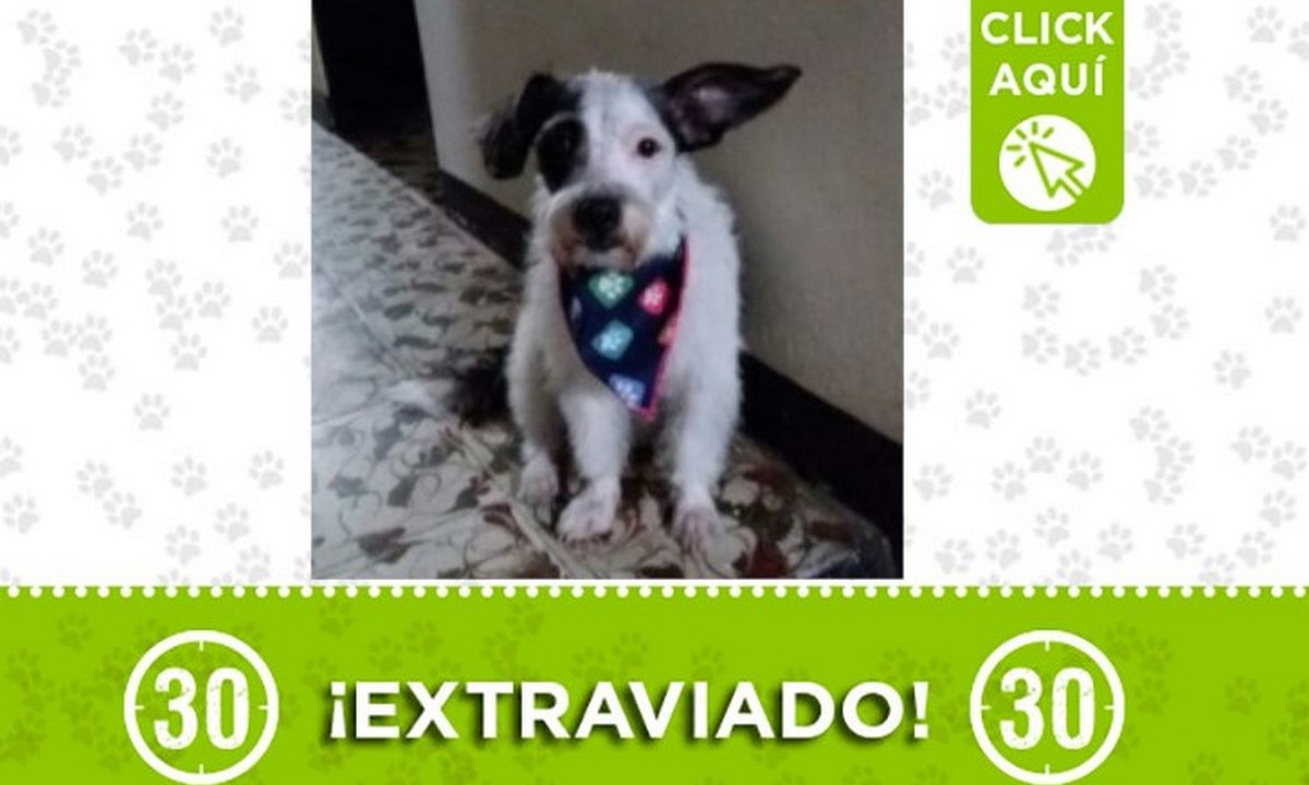 peluche miranda