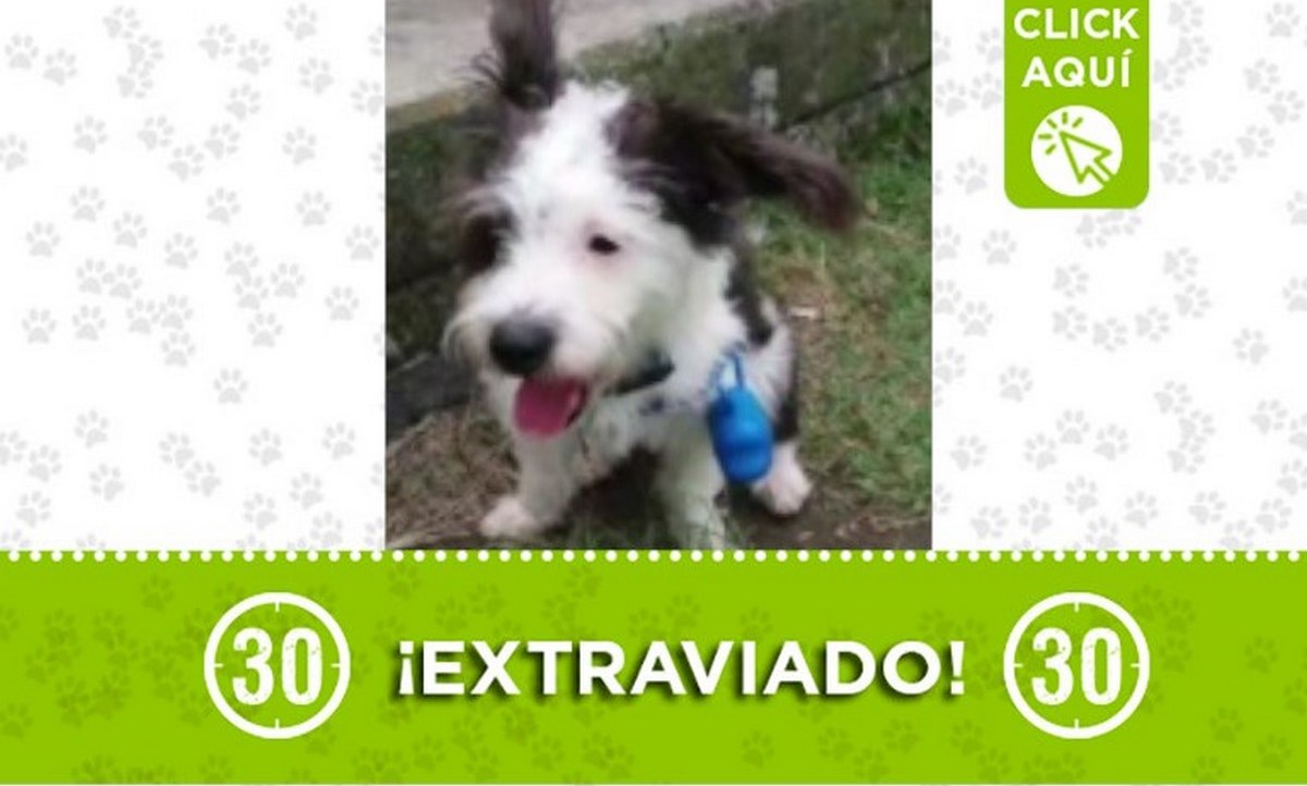 peluche moravia 16-6