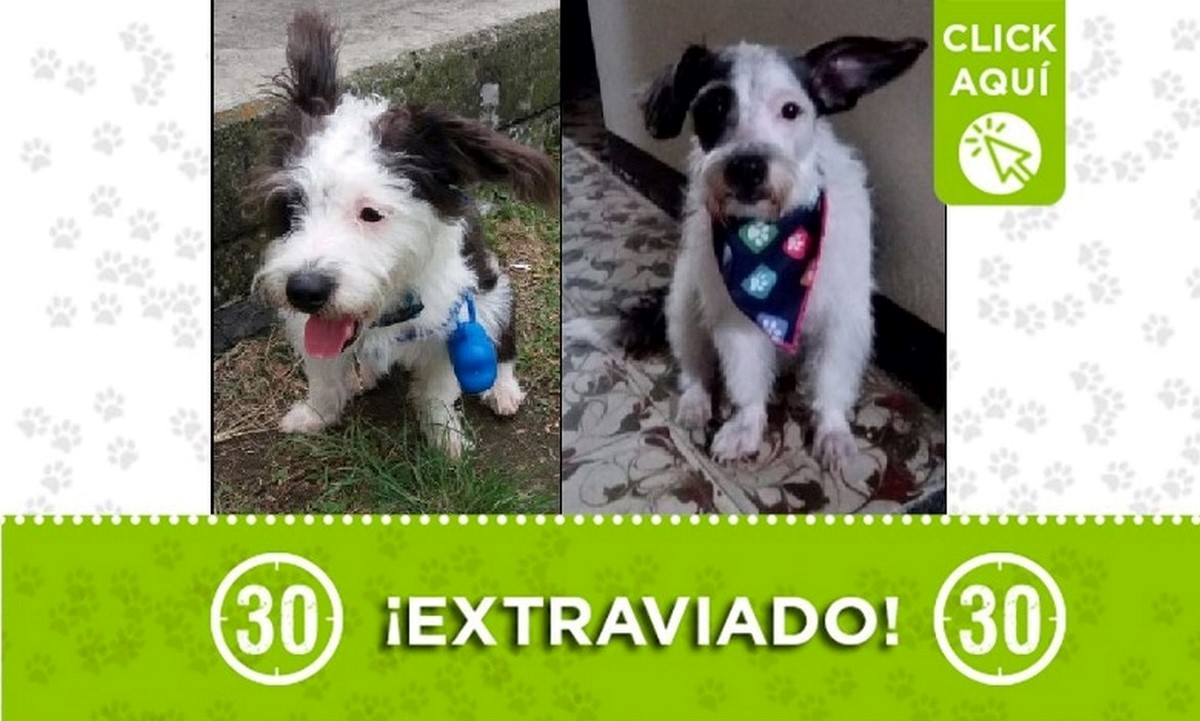 Peluche perdido Peluche perdido