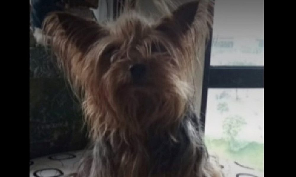 Perrita murió electrocutada en un poste en Bogotá