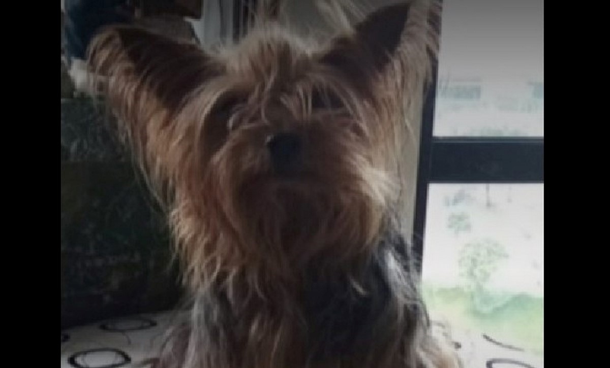 ¡Qué pesar! Sacaron a pasear a esta perrita y murió electrocutada en un poste 1 Perrita murió electrocutada en un poste en Bogotá