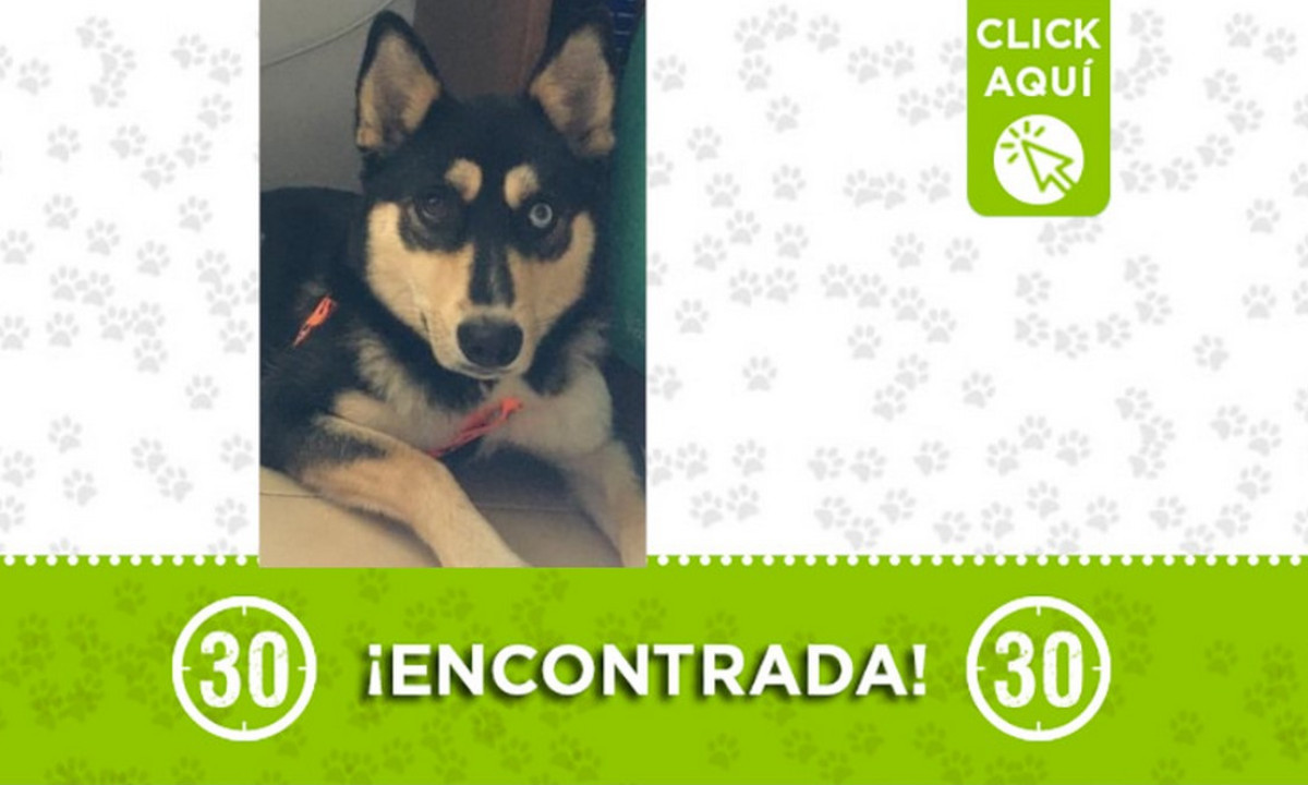 Encontraron esta perrita en La Floresta ¿Es suya? Encontraron esta perrita en La Floresta ¿Es suya?