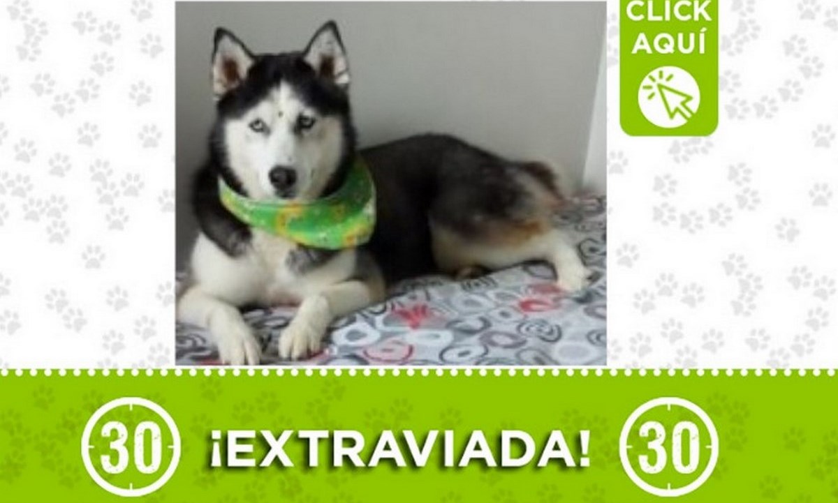 perrita la estrella perdida