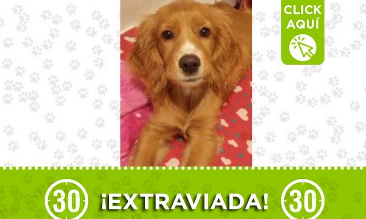 perrita niquia