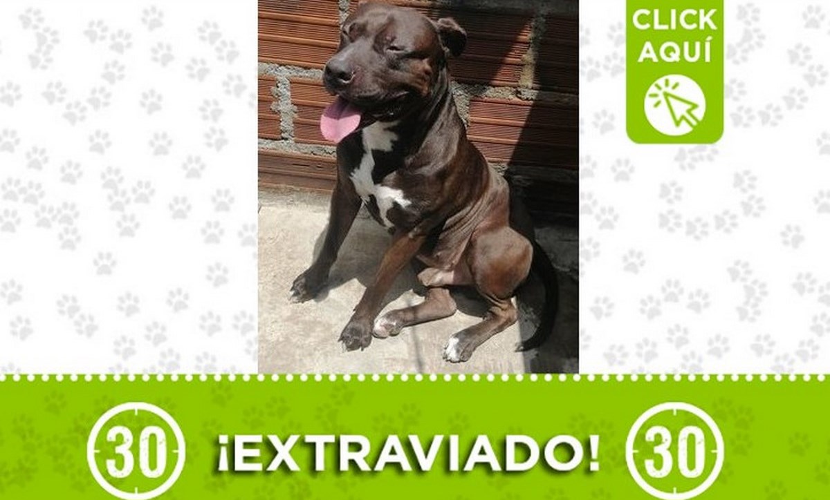 perrito belen