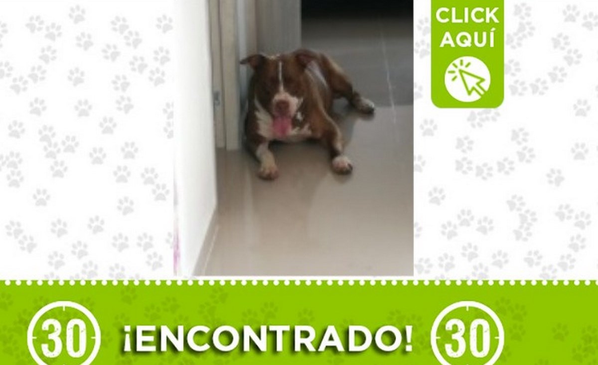 perrito-belen