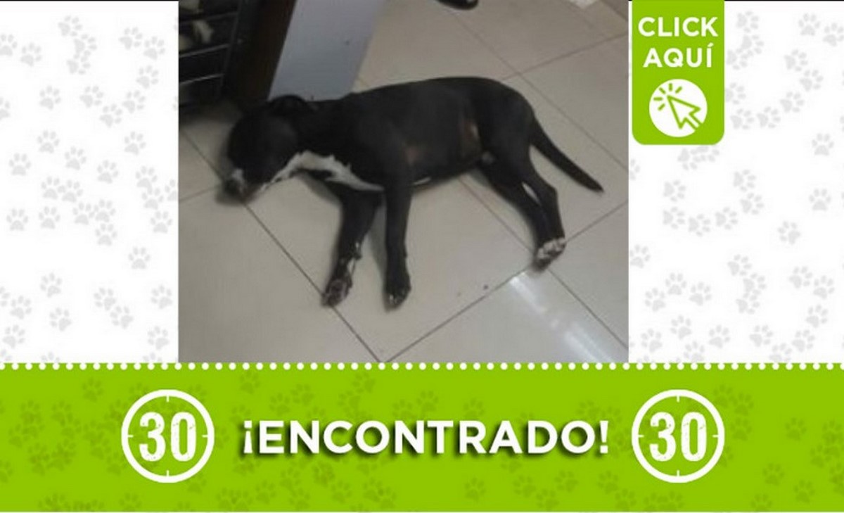 perrito encontrado centro