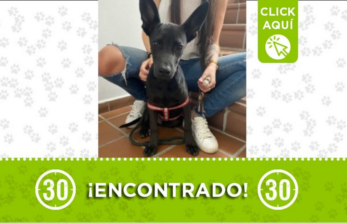 perrito encontrado santa monica