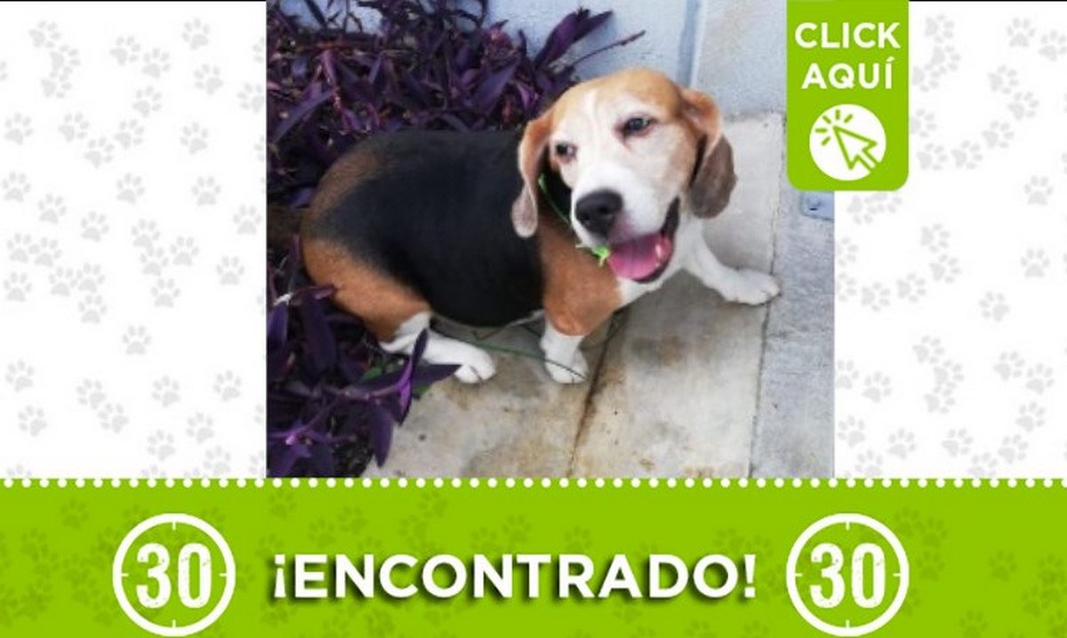 perrito enocnrado hospital