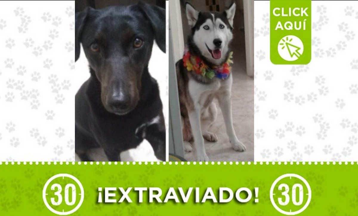 Estos perritos se perdieron en el barrio Campo Valdés 1 perrito extraviados