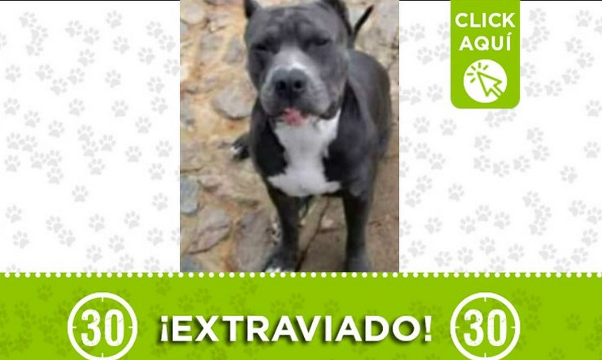 perrito las palmas