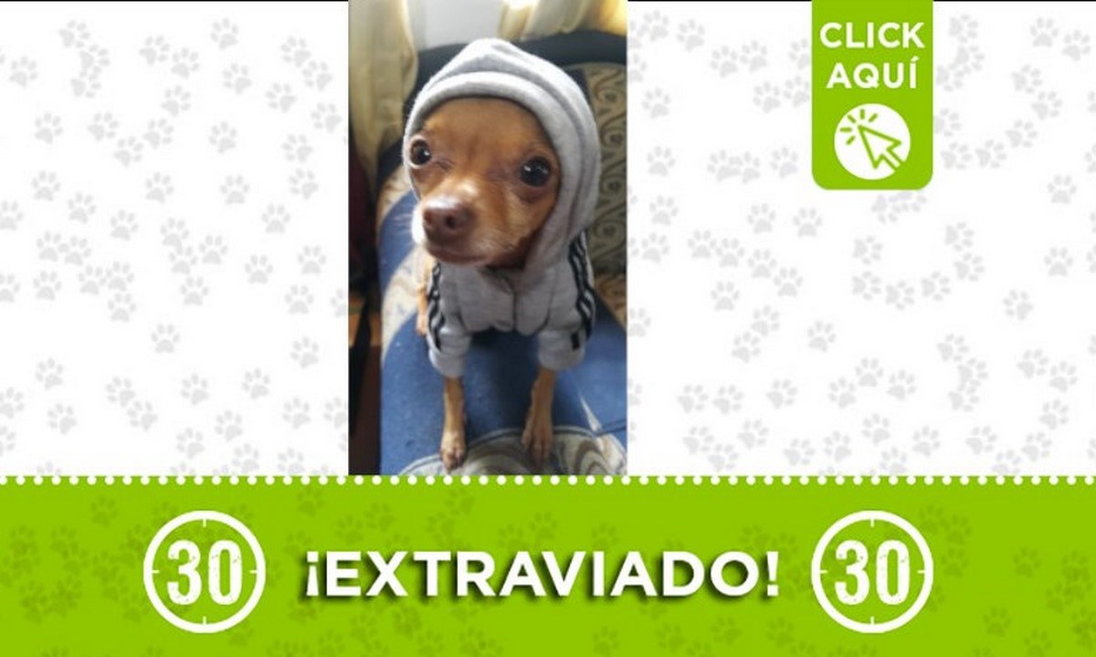 Este perrito se perdió en Robledo 1 perrito perdido robledo