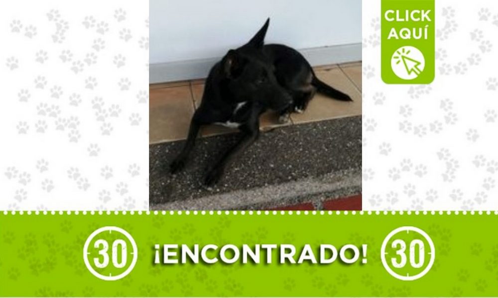 Perrito encontrado en Pedregal