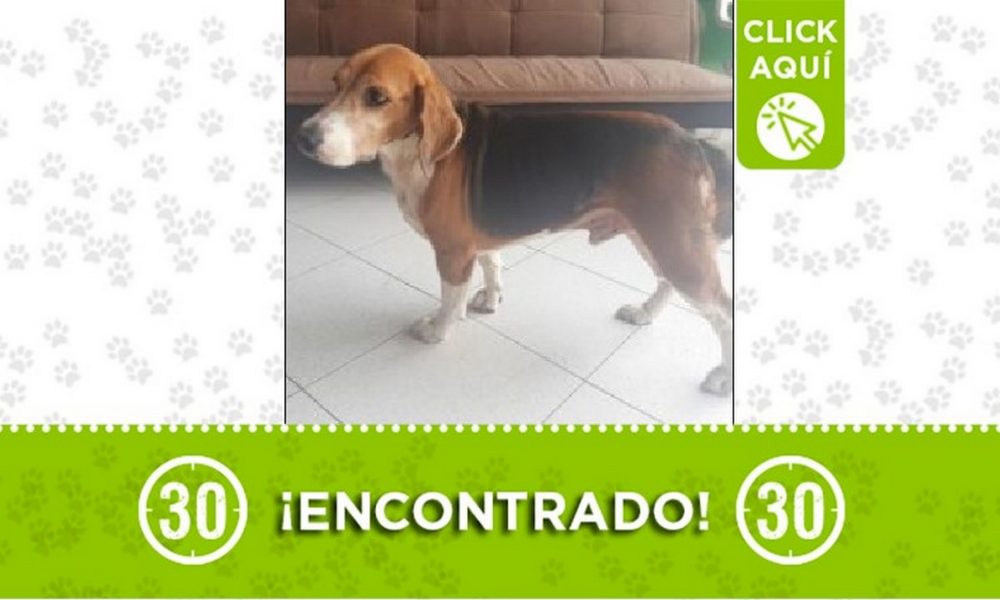 Perrito encontrado